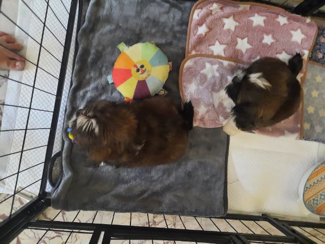 ขาย สุนัข พันธุ์ ชิสุ รูปที่ 9