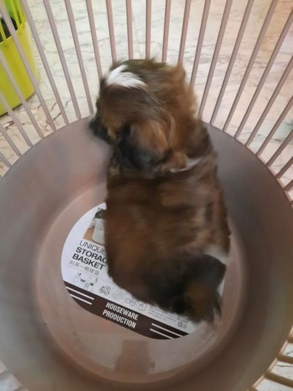 ขาย สุนัข พันธุ์ ชิสุ รูปที่ 12