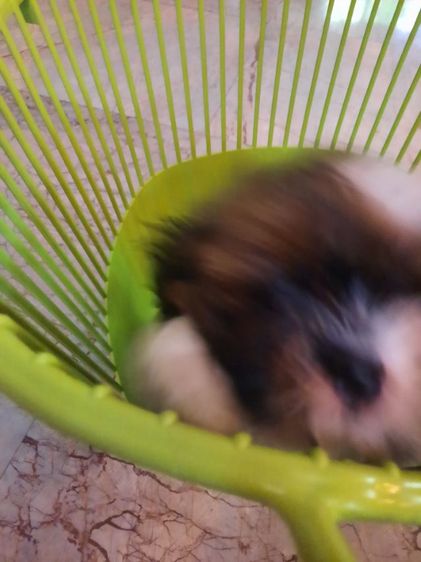 ขาย สุนัข พันธุ์ ชิสุ รูปที่ 11