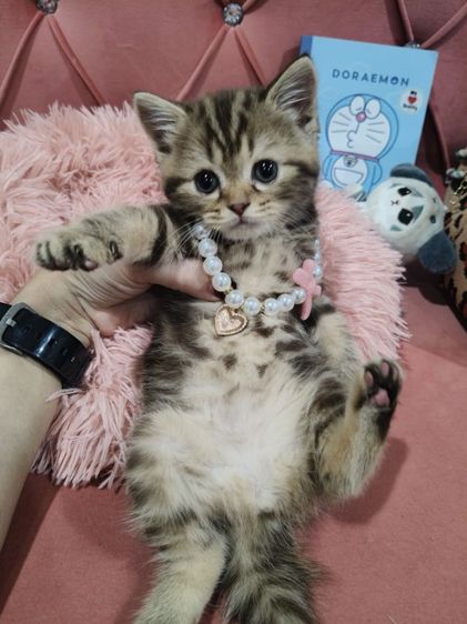 สก็อตติช โฟลด์ (Scottish Fold) สก็อตติส หญิง💃หมีอ้วนๆ😻😻