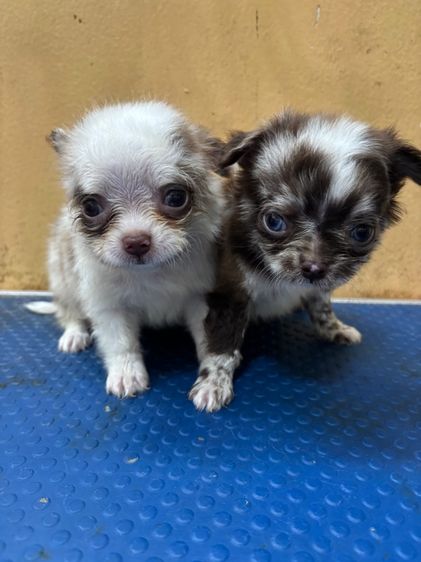 ชิวาวา (Chihuahua) เล็ก ขายชิวาวาวาขนยาวผู้เมียง สายเลือดดี สีเมอร์เลย์ไซด์จิ๋ว