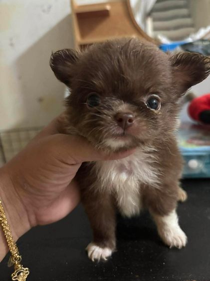 เล็ก ขายชิวาวาขนยางสีช็อค มาร์สวย ไซด์ดล็กจิ๋ว