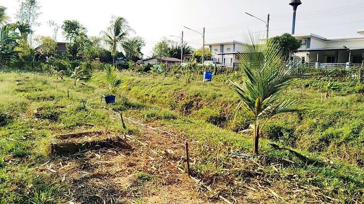 ขายที่ดินทำเลดี ต.บ้านควน เมืองตรัง (1 ไร่ ++) รูปที่ 2