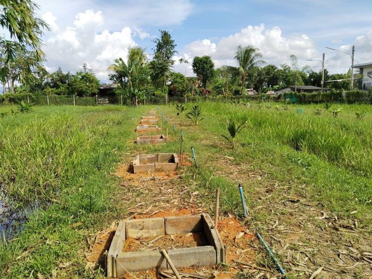 ขายที่ดินทำเลดี ต.บ้านควน เมืองตรัง (1 ไร่ ++) รูปที่ 3