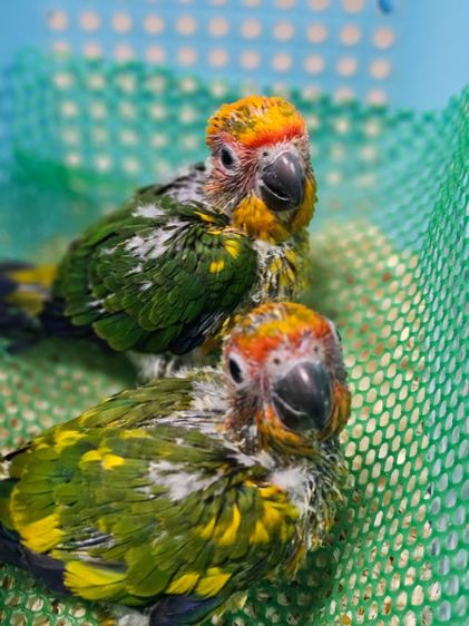 ลูกป้อนซันคอนัวร์