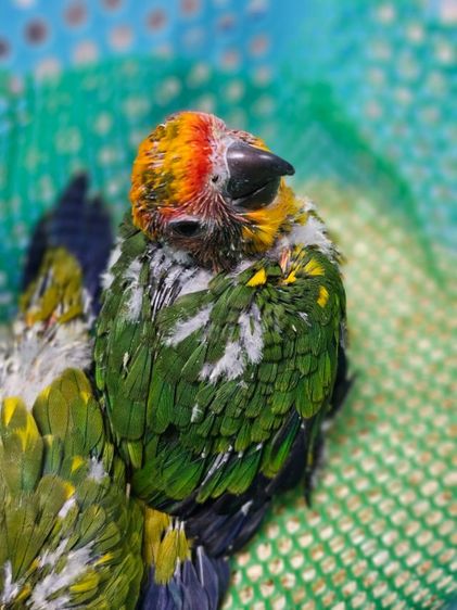 ลูกป้อนซันคอนัวร์ รูปที่ 3