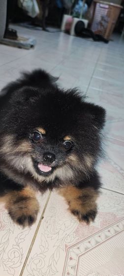 ปอมแท้ผู้1เมีย4ครับมีเล็กใหญ่ครับสนใจทักสอบถามใด้ครับ รูปที่ 8