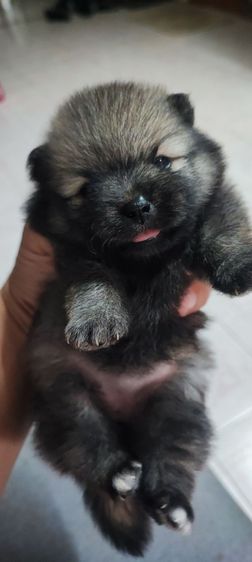 ปอมแท้ผู้1เมีย4ครับมีเล็กใหญ่ครับสนใจทักสอบถามใด้ครับ รูปที่ 3