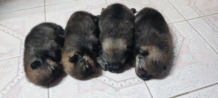 ปอมแท้ผู้1เมีย4ครับมีเล็กใหญ่ครับสนใจทักสอบถามใด้ครับ รูปที่ 2