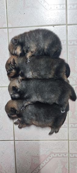 ปอมแท้ผู้1เมีย4ครับมีเล็กใหญ่ครับสนใจทักสอบถามใด้ครับ รูปที่ 7