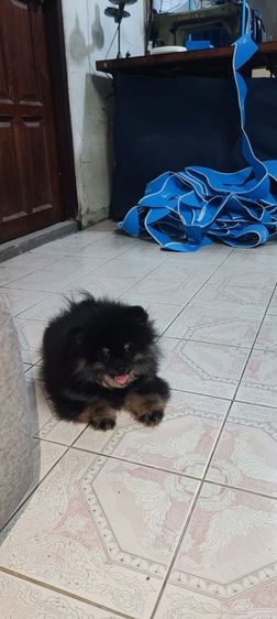 ปอมแท้ผู้1เมีย4ครับมีเล็กใหญ่ครับสนใจทักสอบถามใด้ครับ รูปที่ 4