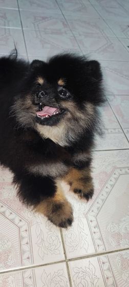 ปอมแท้ผู้1เมีย4ครับมีเล็กใหญ่ครับสนใจทักสอบถามใด้ครับ รูปที่ 9