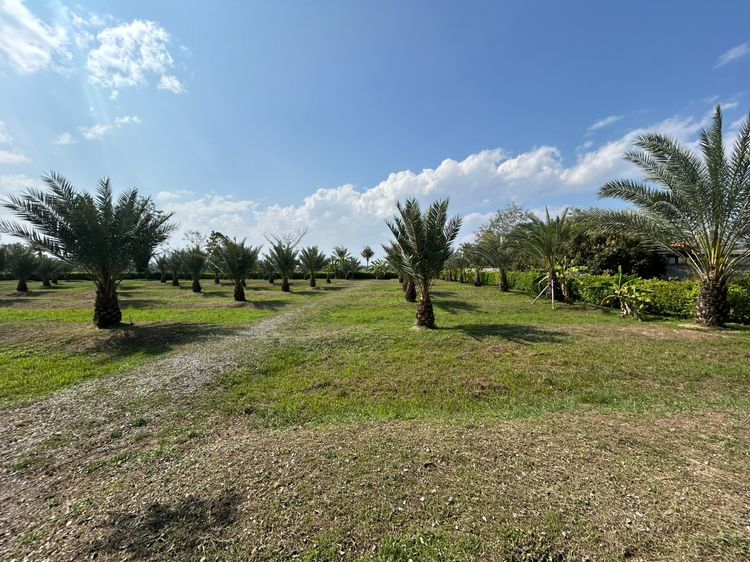 ขายต้นอินทผาลัม อายุประมาณ 6 ปี สูงประมาณ 2 เมตร  มีหลายสายพันธุ์ อยู่เชียงใหม่ (ท่ารั่ว) รูปที่ 6