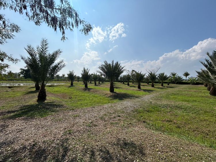 ขายต้นอินทผาลัม อายุประมาณ 6 ปี สูงประมาณ 2 เมตร  มีหลายสายพันธุ์ อยู่เชียงใหม่ (ท่ารั่ว) รูปที่ 7