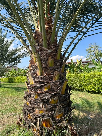 ขายต้นอินทผาลัม อายุประมาณ 6 ปี สูงประมาณ 2 เมตร  มีหลายสายพันธุ์ อยู่เชียงใหม่ (ท่ารั่ว)