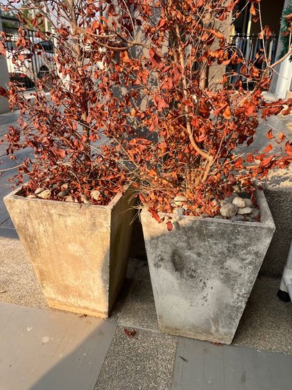 กระถางปลูกต้นไม้