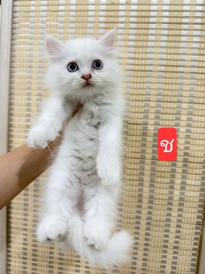 เปอร์เซียแท้ ช 3 รูปที่ 2
