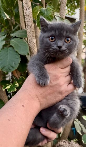 สก็อตติช สีบลู รูปที่ 3