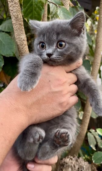 สก็อตติช สีบลู รูปที่ 2