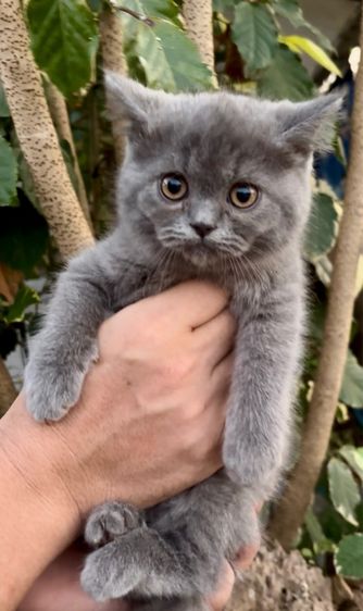 สก็อตติช สีบลู