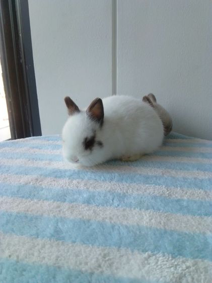 กระต่ายnd รูปที่ 8