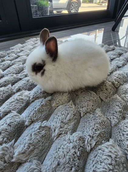 กระต่ายnd รูปที่ 3