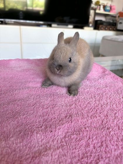 กระต่ายnd รูปที่ 2