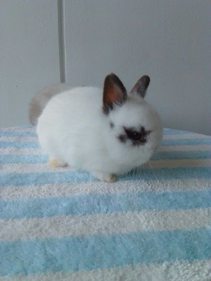 กระต่ายnd