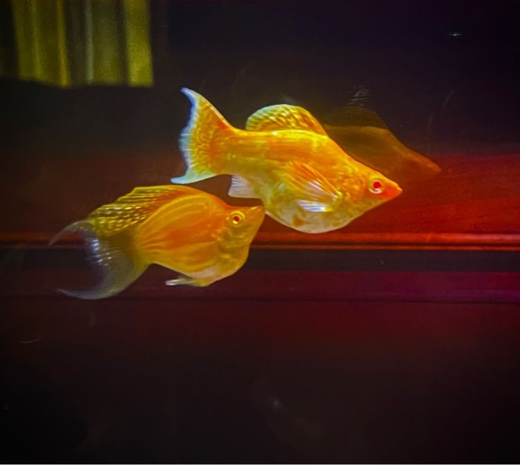 ปลาบอลลูนตาแดง รูปที่ 5