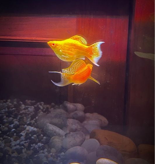 ปลาบอลลูนตาแดง รูปที่ 4