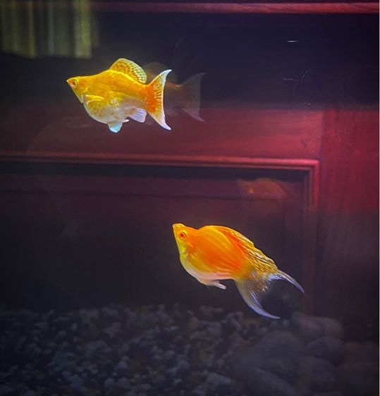 ปลาบอลลูนตาแดง รูปที่ 6