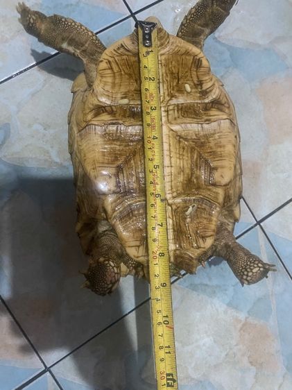 sulcata รูปที่ 3