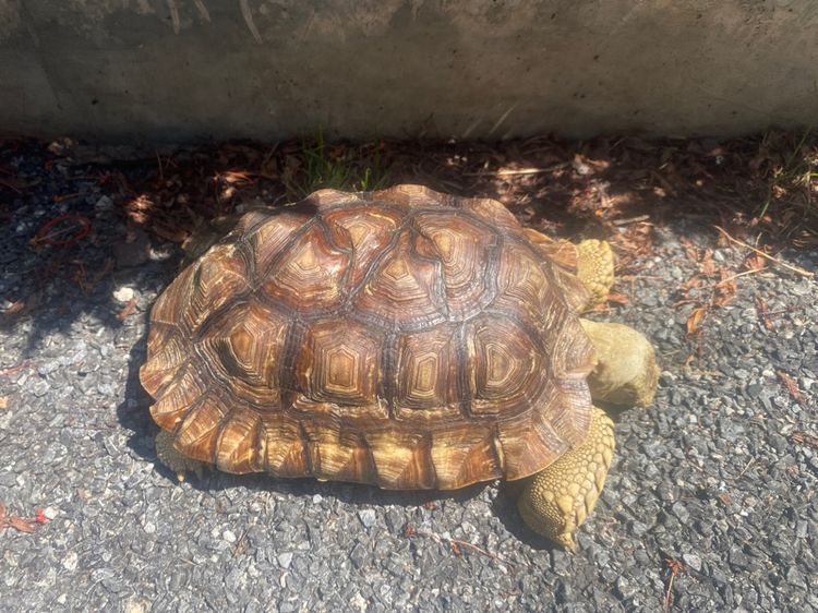 sulcata รูปที่ 2