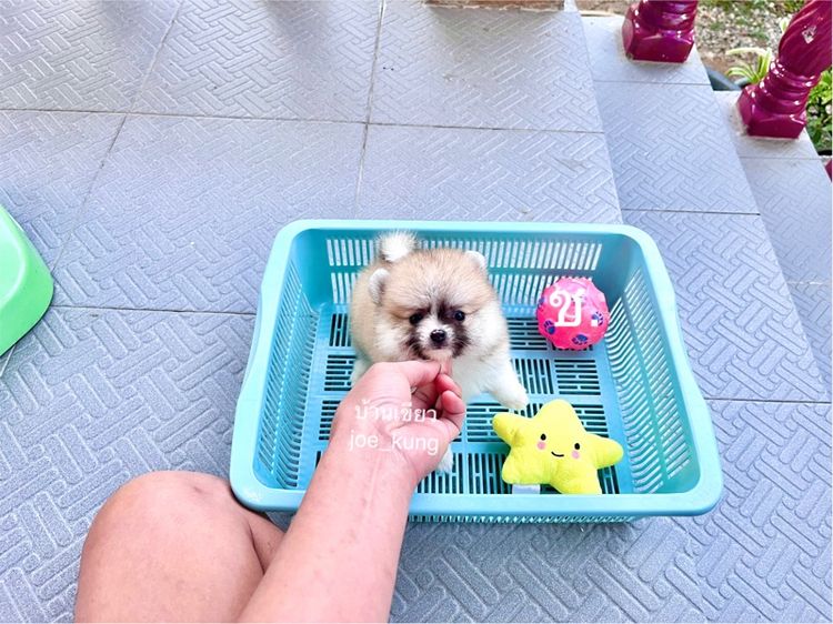 ปอมเมอเรเนียน (Pomeranian) เล็ก ปอมแท้ เพศผู้ น่ารัก