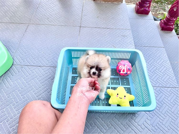 ปอมแท้ เพศผู้ น่ารัก รูปที่ 2