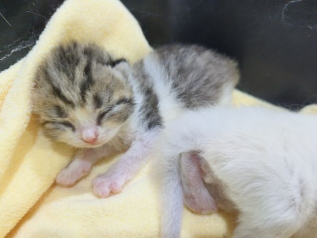 ลูกแมวสก็อตติช รูปที่ 7