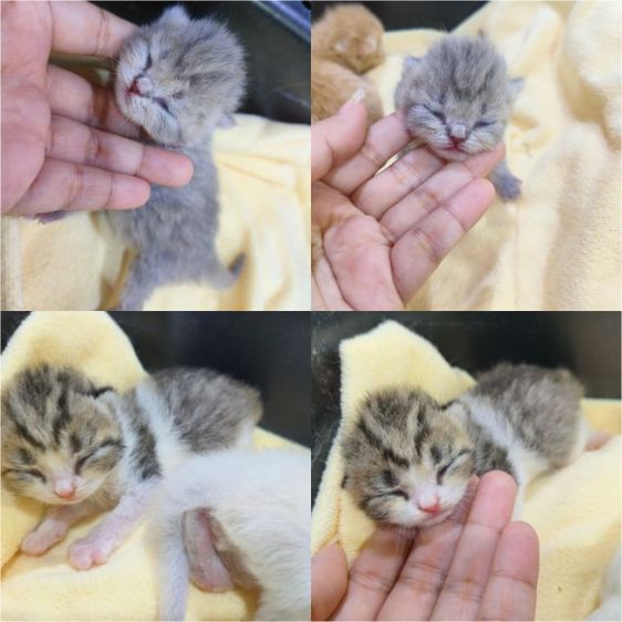 ลูกแมวสก็อตติช รูปที่ 4