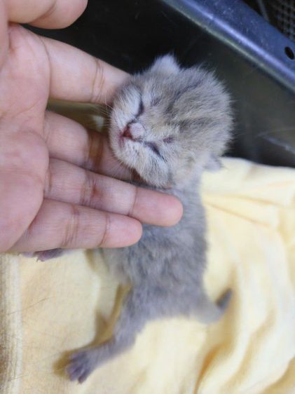 สก็อตติช โฟลด์ (Scottish Fold) ลูกแมวสก็อตติช
