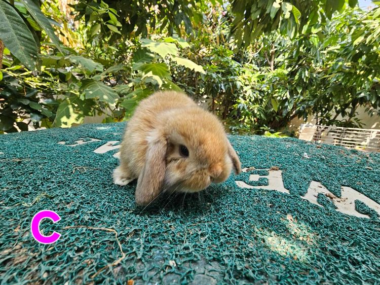 กระต่ายฮอลแลนด์ล็อป  HL รูปที่ 3