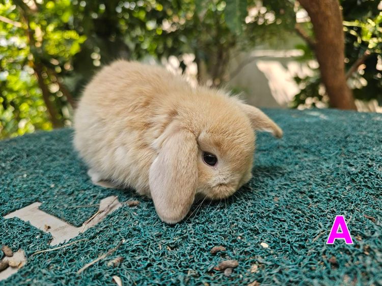 กระต่ายฮอลแลนด์ล็อป  HL