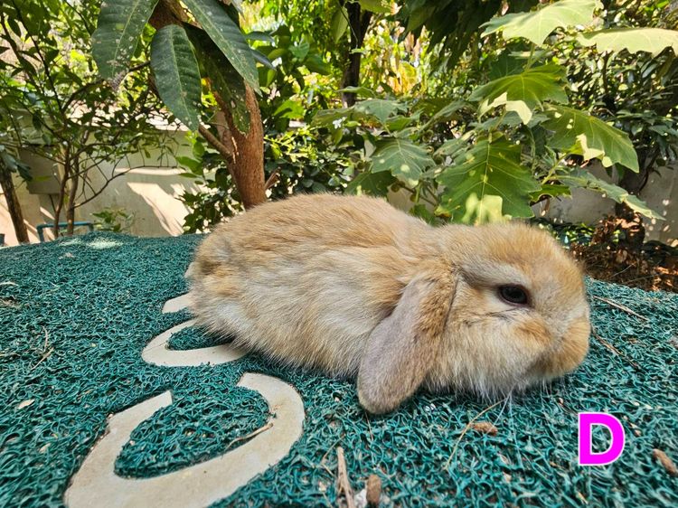 กระต่ายฮอลแลนด์ล็อป  HL รูปที่ 4