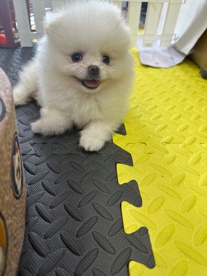 ปอม เด็กชาย รูปที่ 2