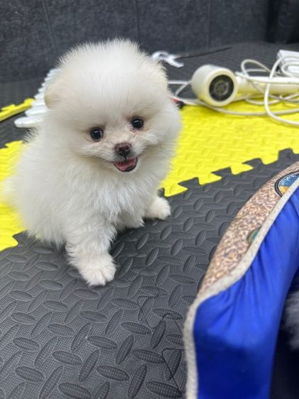 ปอมเมอเรเนียน (Pomeranian) เล็ก ปอม เด็กชาย