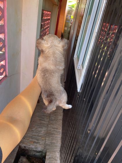 ชิวาวาแท้ ขนสั้นและขนยาว ไซร์เล็ก รูปที่ 8