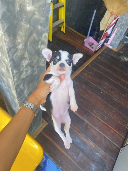 ชิวาวาแท้ ขนสั้นและขนยาว ไซร์เล็ก