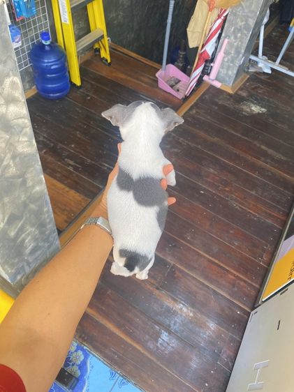 ชิวาวาแท้ ขนสั้นและขนยาว ไซร์เล็ก รูปที่ 6