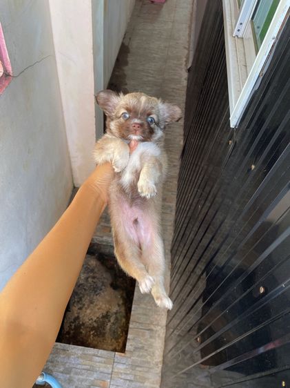 ชิวาวาแท้ ขนสั้นและขนยาว ไซร์เล็ก รูปที่ 7