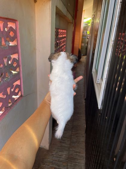 ชิวาวาแท้ ขนสั้นและขนยาว ไซร์เล็ก รูปที่ 10