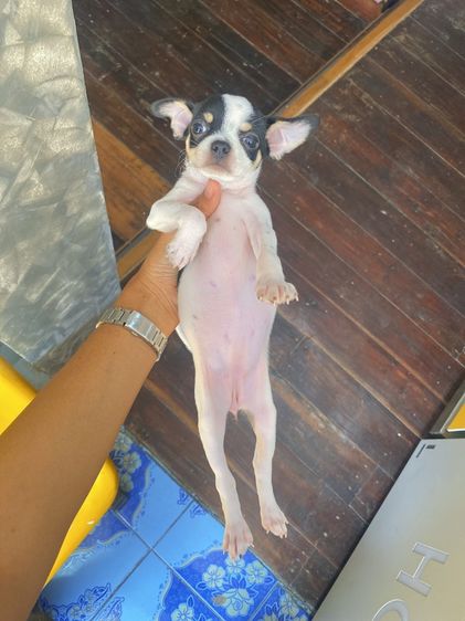 ชิวาวาแท้ ขนสั้นและขนยาว ไซร์เล็ก รูปที่ 3