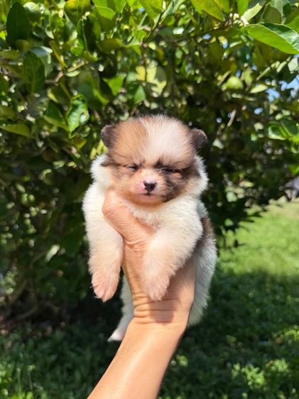 ปอมจิ๋วๆ รูปที่ 6